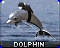 Delfin